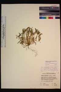 Claytonia exigua image